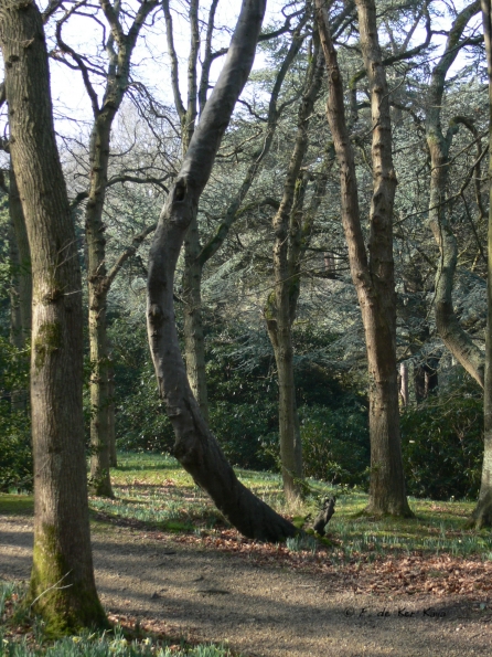 Bois des Moutiers (38) mars 2012